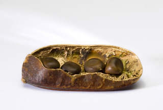 Tree Pod #4,Mona Brody