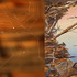 20110611140857-liliweb_abe_mud2_image