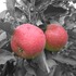 20110612104449-hudson_valley_apples