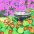 20110615031609-0295_the_bird_bath