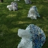 20110616054600-moonsnails_137