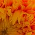 20110616111550-morning_sunshine