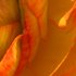 20110616112219-golden_petals
