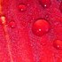20110616112548-morning_dew