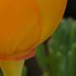 20110616112706-california_poppy