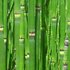 20110616112819-bamboo_forest