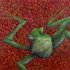 20110618132200-the_plastic_frog