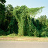 20110618133605-ingram3_small