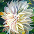 20110626091239-white_dahlia_16_x_20_oil_on_panel