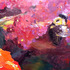 20110626102815-bee_and_butterfly_bush_8_x_10_oil_on_panel