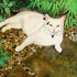 20110628114309-puss_on_a_pebble_path