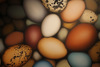 20120328224450-carlodalessioegglo