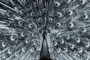 20110629194233-peacock