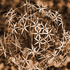 20110629194459-onion_plant