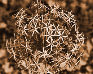 20110629194459-onion_plant