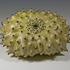 20110630004500-lime_nodusa_copy