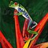 20110701121402-redeyed_leaf_frog