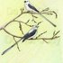 20110701122032-scissortail