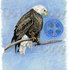 20110701122207-endurance
