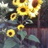 20110701150837-sunflowers_bwv0bs
