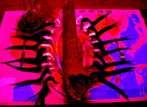 20110702043617-aut_0899_2