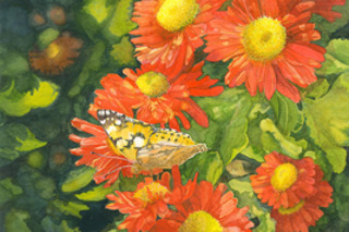 Painted Lady,