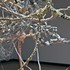 20110705004519-julia_haft-candell_mabel_detail