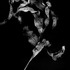 20110705150320-frond_flat_12x18