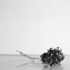 20110705192758-hydrangea_stilllife2