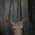 20110705194550-deer2