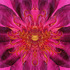 20110707100756-evd_new_driedlilly_71x71_final_copy
