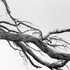 20110708134946-tree_limb_a