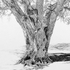 20110708135316-oak_tree