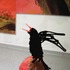 20110708173403-crow_detail