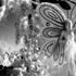 20110710202417-rosequeen