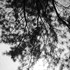 20110711090716-bardpine2
