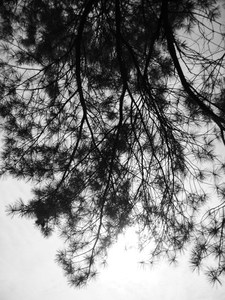 20110711090716-bardpine2