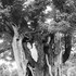 20110711090858-bardtree2