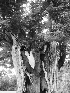 20110711090858-bardtree2
