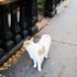 20110711091453-brooklyncat