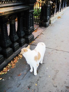 20110711091453-brooklyncat