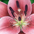 20110712083446-debra_kayata_pink_lily_