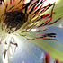 20110712114819-debra_kayata_white__clematis_center_intense_preservation
