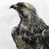 20110713075353-alma_haser_rough-legged_buzzard