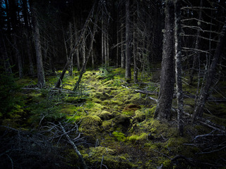 Untitled No. 13,Harold Ross