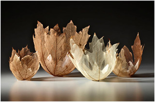"GROUP OF BIG LEAF MAPLE LEAF BOWLS" ,Kay Sekimachi