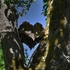 20110719153513-heart_insitu2__01__tonemapped