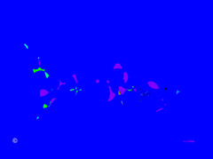 20110720060645-shark_7