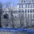 20110720090558-blue_flowers_at_botany_pond