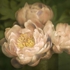 Late_peony